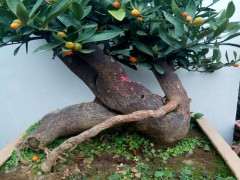 为什么要用高锰酸钾泡金豆下山桩 图片