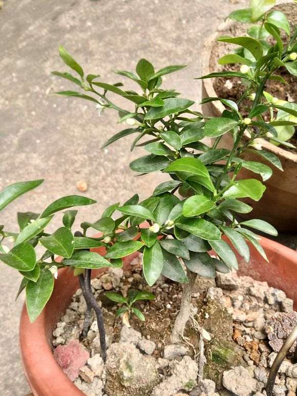 金豆下山桩开花两次了 怎么样 图片