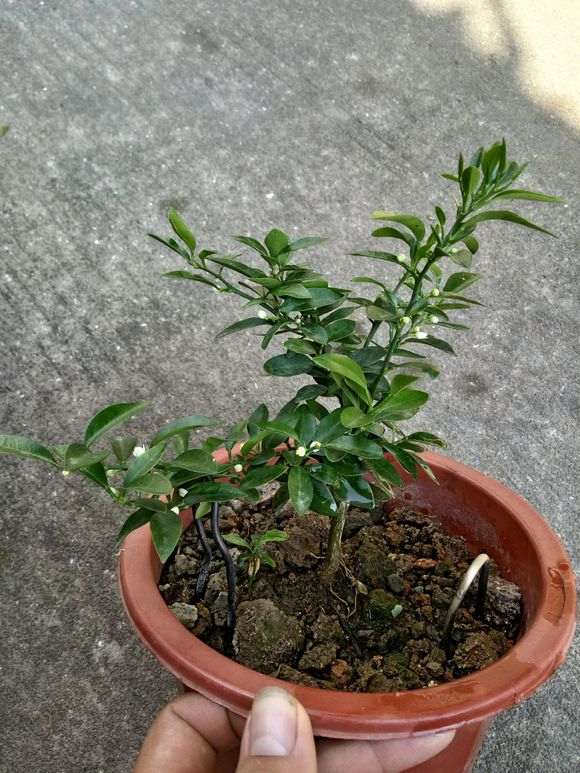 金豆下山桩开花两次了 怎么样 图片
