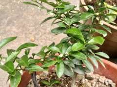 金豆下山桩开花两次了 可以吗 图片