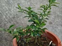 金豆下山桩陆续冒芽怎样判断长根 图片