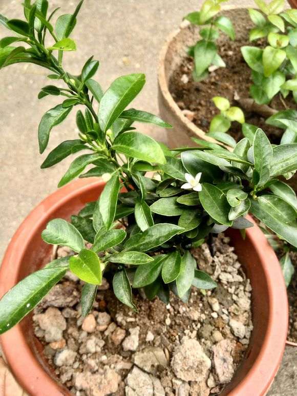 为什么金豆下山桩果子老是掉 图片