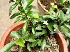 为什么金豆下山桩果子老是掉 图片