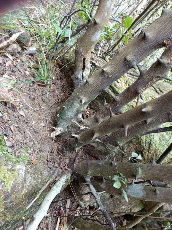 超大金豆下山桩 明天开挖 怎么样 图片