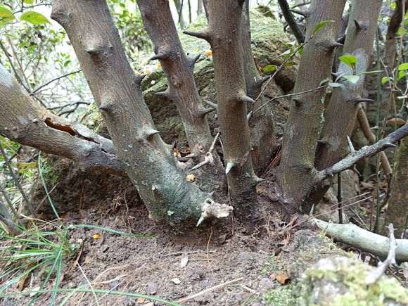 超大金豆下山桩 明天开挖 怎么样 图片