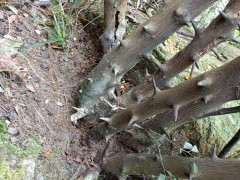 超大金豆下山桩 明天开挖 可以吗 图片