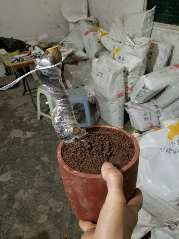 金豆下山桩第一年种活 能给果吗 图片