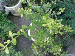 金豆下山桩叶子发黄是缺什么肥 图片