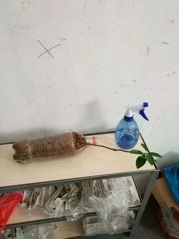 金豆下山桩什么倒栽斜栽都弱爆了 图片