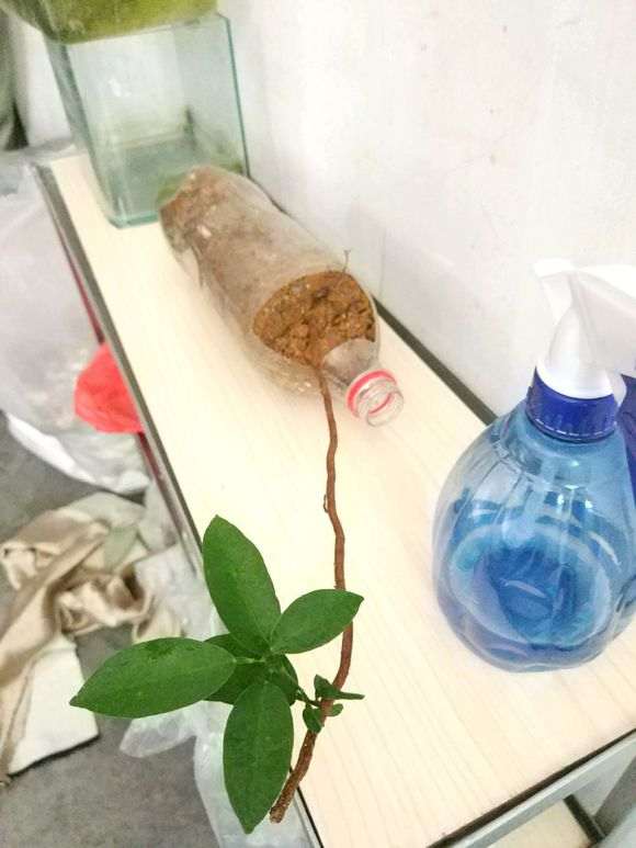 金豆下山桩什么倒栽斜栽都弱爆了 图片