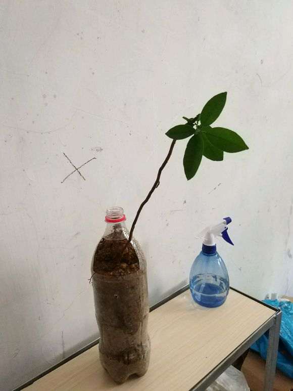 金豆下山桩什么倒栽斜栽都弱爆了 图片