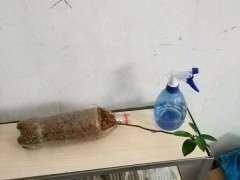 金豆下山桩什么倒栽斜栽都弱爆了 图片