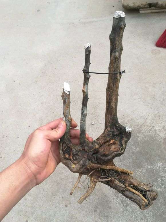 图解 金豆下山桩怎么硬枝扦插的方法