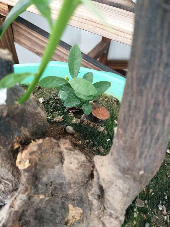 图解 金豆下山桩怎么硬枝扦插的方法