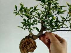 金豆下山桩怎么高压成活的方法 图片