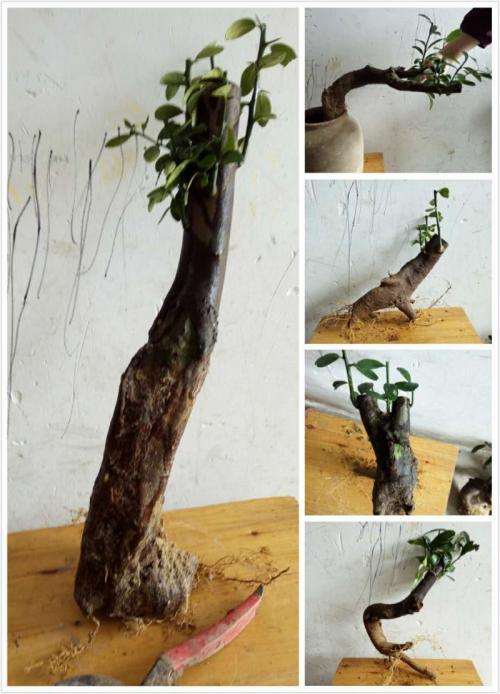 我的金豆下山桩还能出芽吗 怎么办 图片