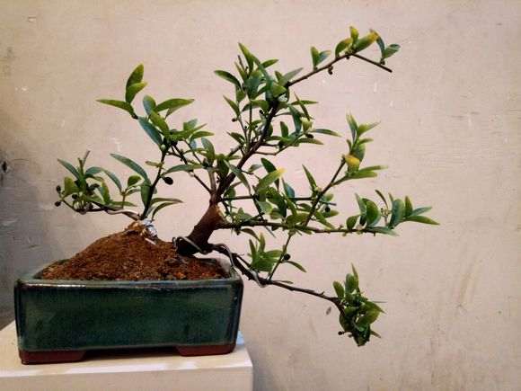 我的金豆下山桩还能出芽吗 怎么办 图片