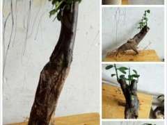 金豆下山桩缠膜套袋 还能出芽吗