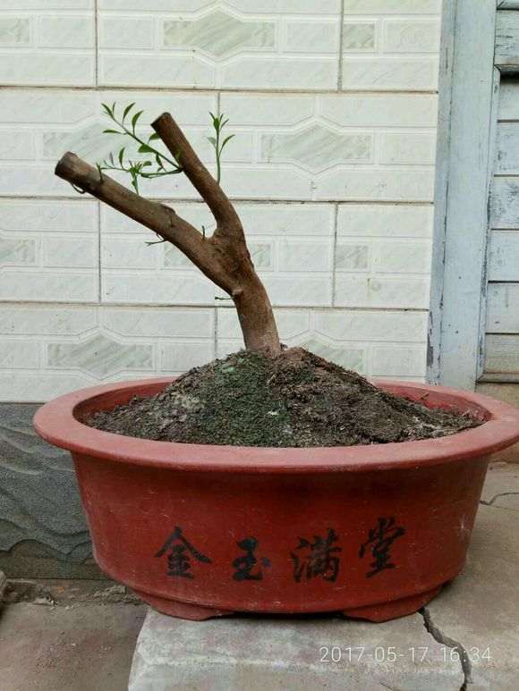 金豆下山桩怎么套袋养护的方法 图片