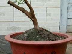 金豆下山桩怎么套袋养护的方法 图片