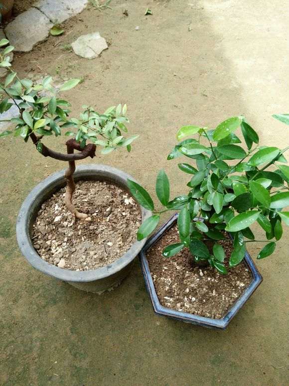 金豆下山桩小叶还没结果 怎么办 图片