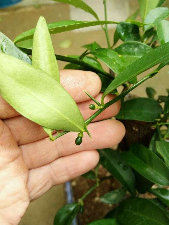 金豆下山桩小叶还没结果 怎么办 图片