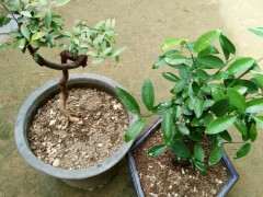 金豆下山桩小叶还没结果 怎么办 图片