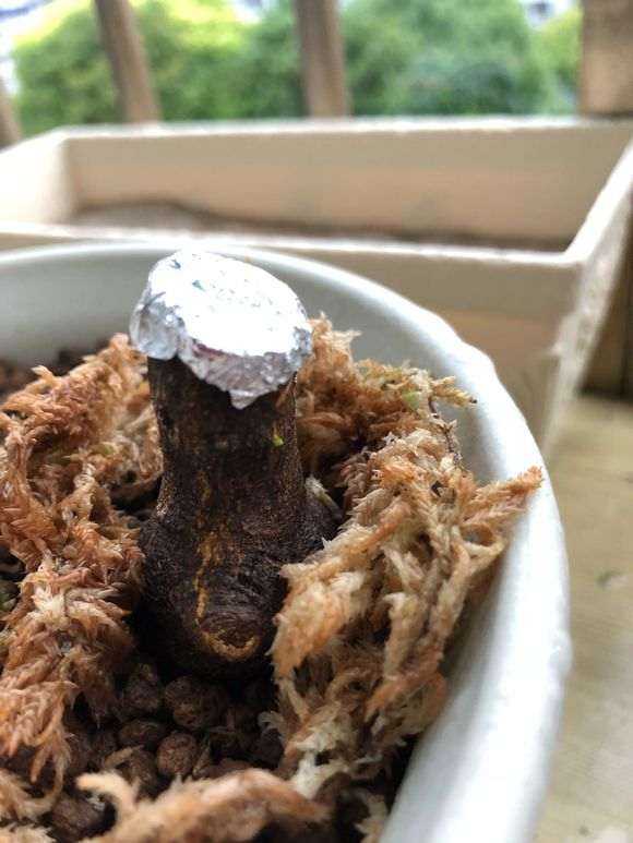 金豆下山桩用赤玉土生根快么 图片