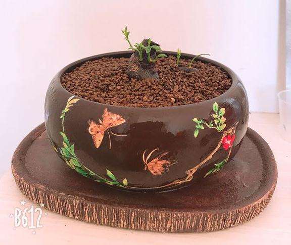 金豆下山桩用赤玉土生根快么 图片