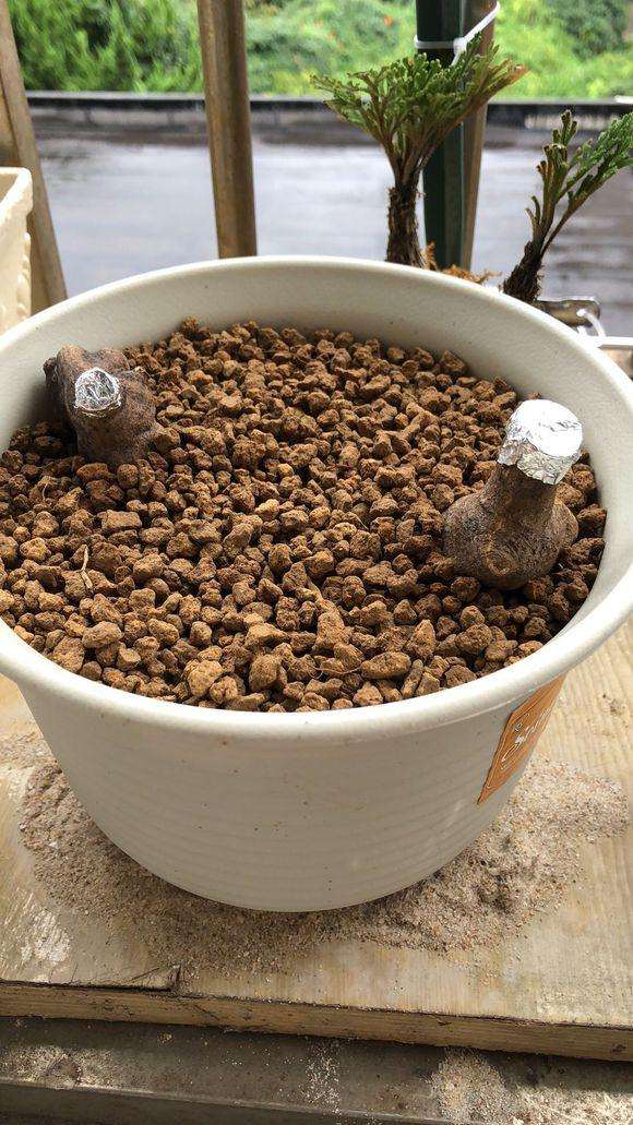 金豆下山桩用赤玉土生根快么 图片