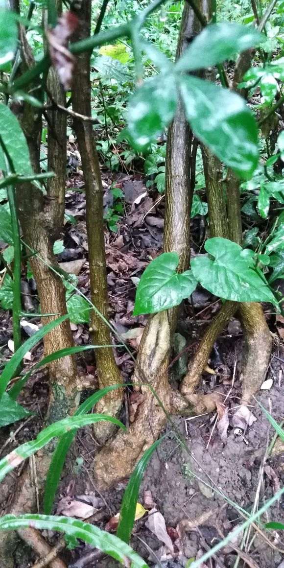 这个能嫁接金豆下山桩吗 山上有很多