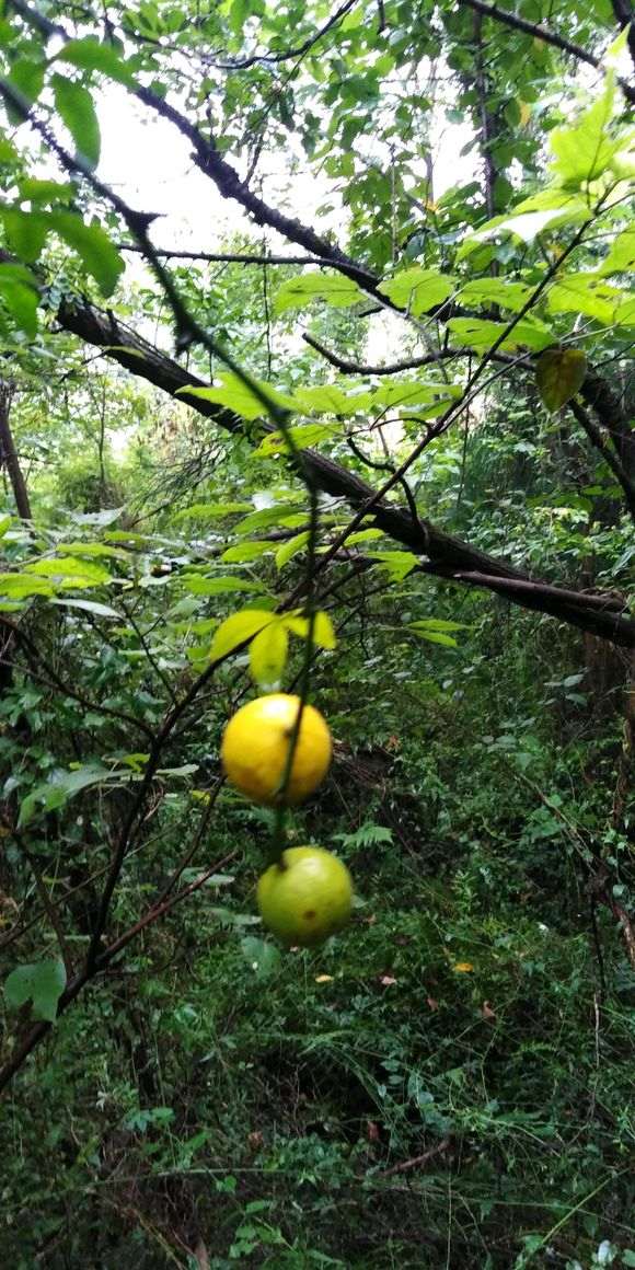 这个能嫁接金豆下山桩吗 山上有很多