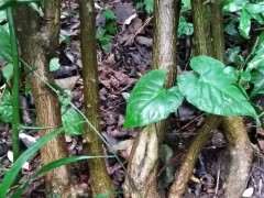 这个能嫁接金豆下山桩吗 山上有很多