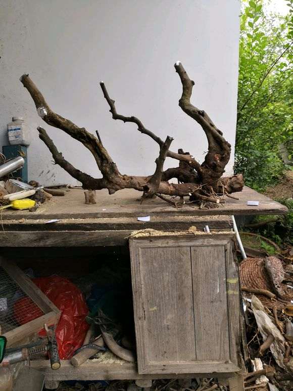金豆下山桩 可以做水岸盆景吗 图片