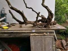 金豆下山桩 可以做水岸盆景吗 图片