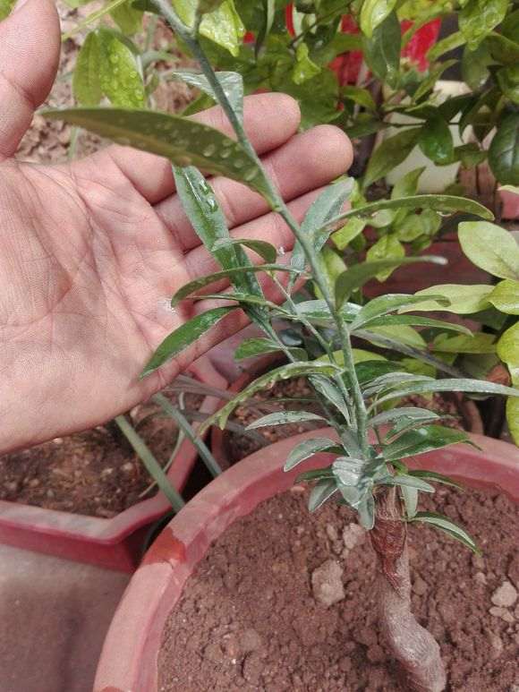 金豆下山桩枝条十几厘米长了 怎么办