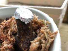 金豆下山桩枝条十几厘米长了 怎么办