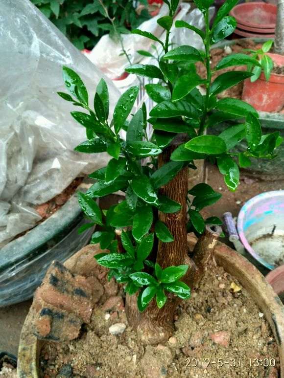 玩金豆下山桩第二年 出芽不错 图片