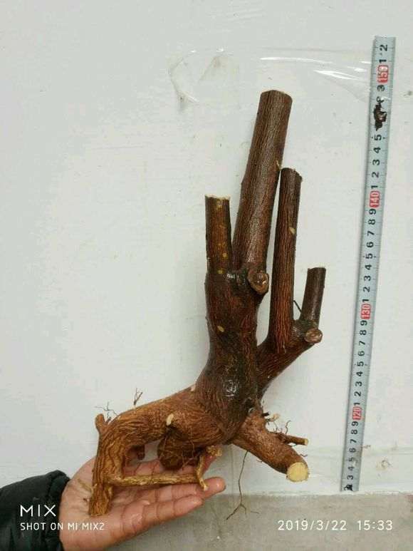 玩金豆下山桩第二年 出芽不错 图片