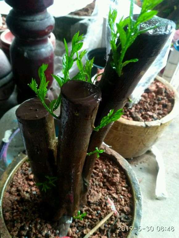 玩金豆下山桩第二年 出芽不错 图片