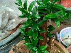 玩金豆下山桩第二年 出芽不错 图片