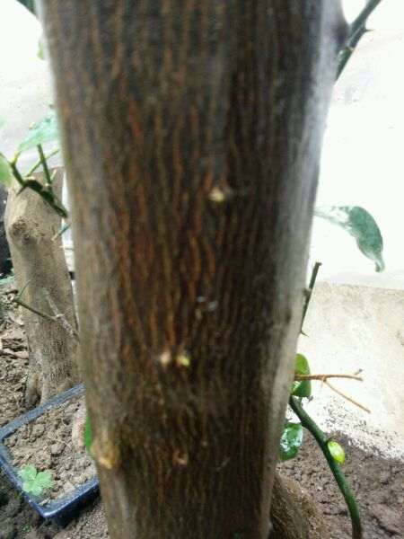 20天的金豆下山桩来芽了 图片