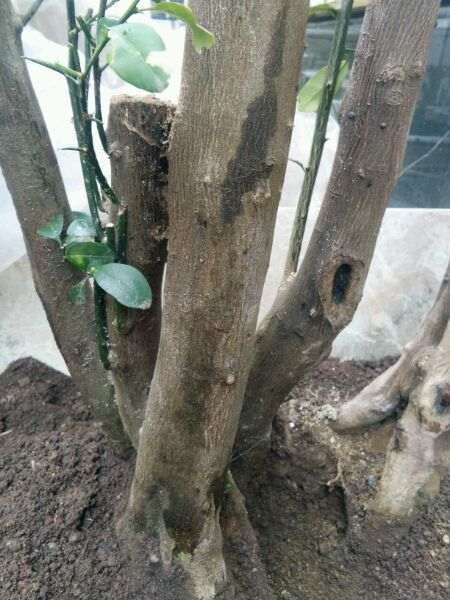 20天的金豆下山桩来芽了 图片