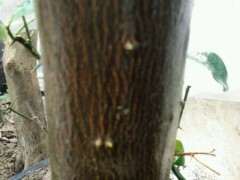 缠膜20天 金豆下山桩来芽了 图片