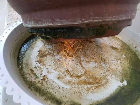 金豆下山桩生根 怎么样 图片