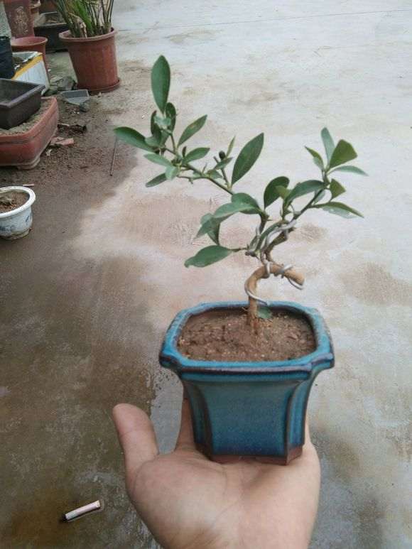 金豆掌上下山桩以已经挂果 50元 贵吗