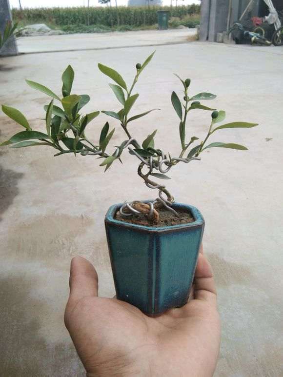 金豆掌上下山桩以已经挂果 50元 贵吗