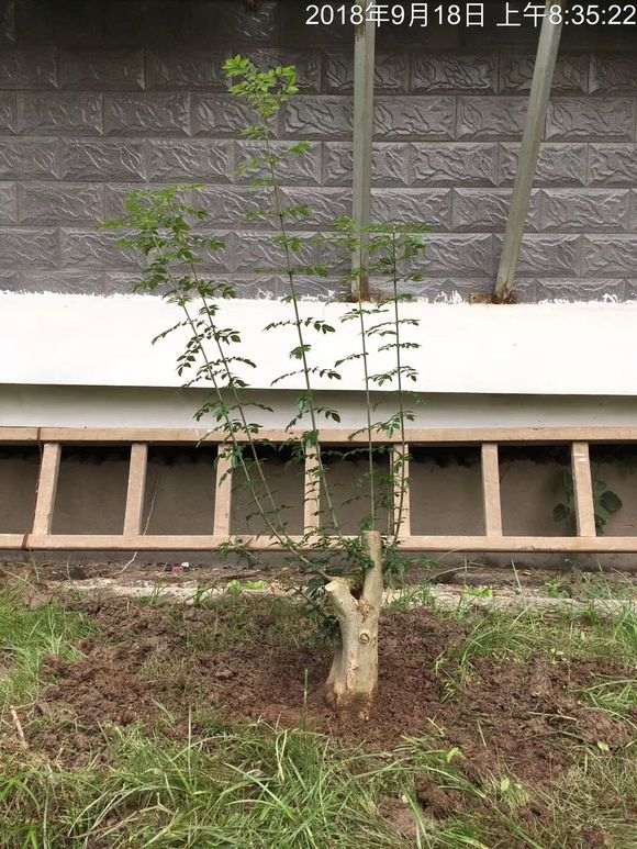 对节白蜡1年7个月的种植过程 图片