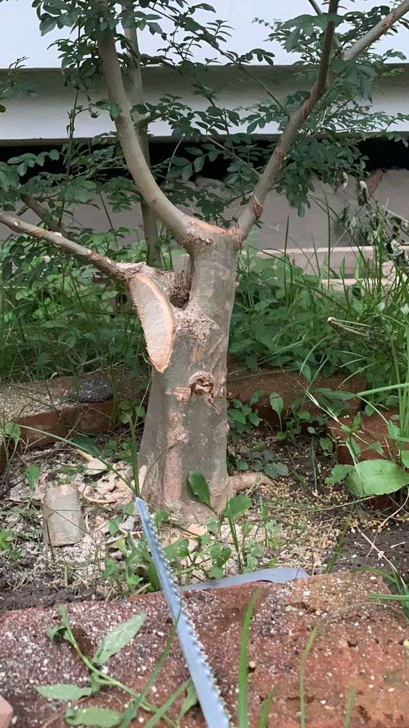 对节白蜡1年7个月的种植过程 图片