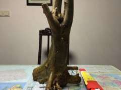 对节白蜡下山桩19个月的种植过程 图片